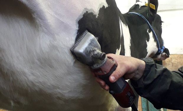 Cuándo se debe cortar el pelo de las vacas si no van a exposición y cómo se  debe hacer?