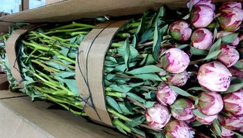 Se realizó la primera exportación de flores de peonía a Brasil