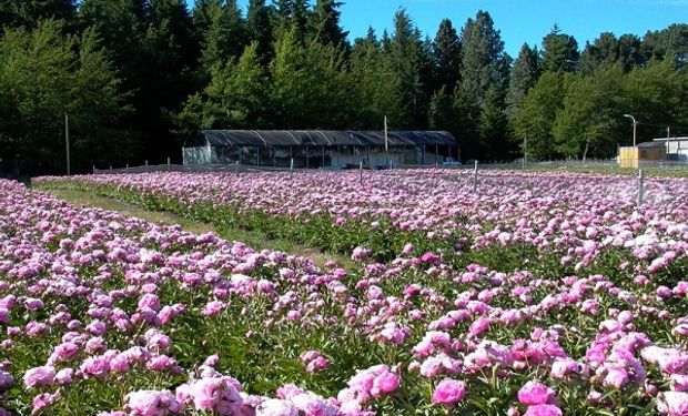 Alternativa productiva: el curioso cultivo que se exporta a Holanda y a EE.UU. y se cosecha en uno de los mejores lugares de Argentina