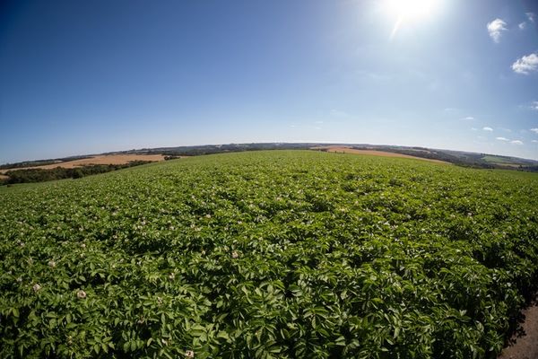 pepsico-yara-batata-baixa-pegada-carbono.jpg
