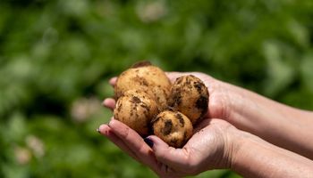 PepsiCo e Yara lançam projeto para produzir batata chips com até 40% menos pegada de carbono no Brasil
