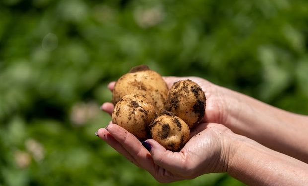 PepsiCo e Yara lançam projeto para produzir batata chips com até 40% menos pegada de carbono no Brasil