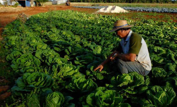 Em tonelagem, a participação da agricultura familiar foi de apenas 5,7% em uma cesta de 65 produtos.