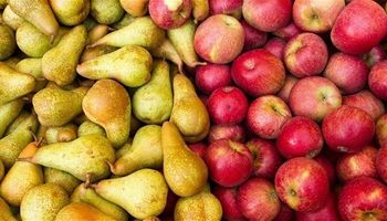 Peras y manzanas: publican el calendario oficial 2023-2024 para la cosecha 