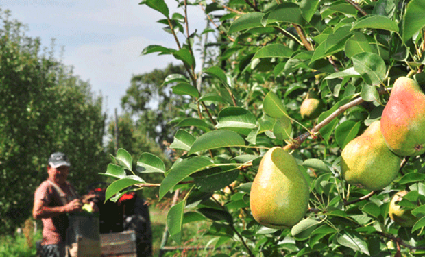 El Departamento de Sanidad Vegetal e Insumos Agrícolas de Brasil publicó la Resolución que autoriza el reinicio de la importación.