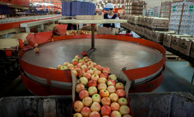 Se podrán retomar los envíos de peras y manzanas.