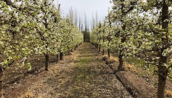 Stoller Argentina brindó capacitaciones en el Valle de Río Negro para mejorar la producción de peras y manzanas