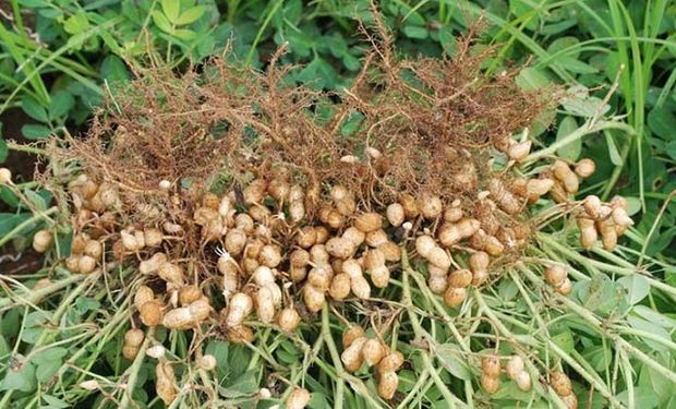 Ciego Deudor evolución Bayer lanzó nuevo herbicida para maní | Agrofy News