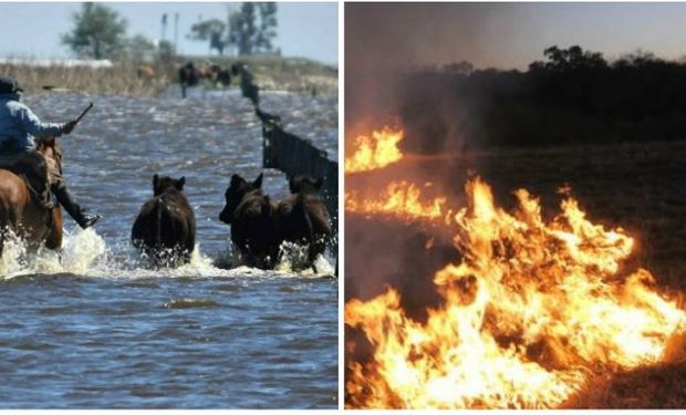 La Ley de Emergencia y Desastre Agropecuario contempla ciertos beneficios para atenuar parte de las pérdidas sufridas.