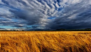 Se habrían perdido 85 mil hectáreas de trigo