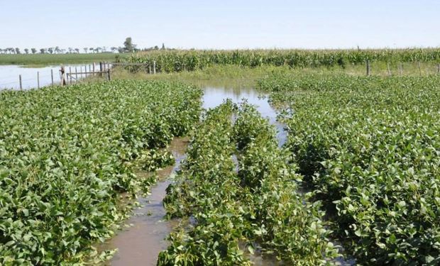 Bajo agua. Proyectan que el 40% del área con soja en la provincia tendrá pérdidas de rendimiento por desgrane en la cosecha (Gentileza Mariana Fresco). Foto: La Voz.