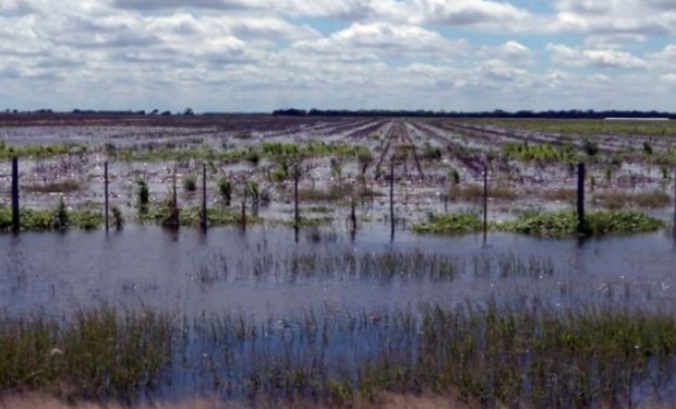 Pérdidas del campo ascenderían ya a US$ 1.050 millones.