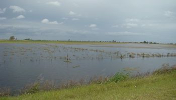 En Pergamino, aseguran que muchos lotes de soja son "irrecuperables"