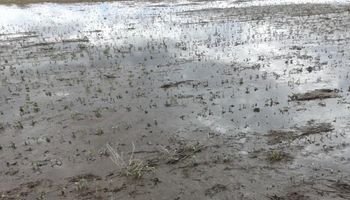 Se prorrogó el estado de emergencia agropecuaria en Santa Fe