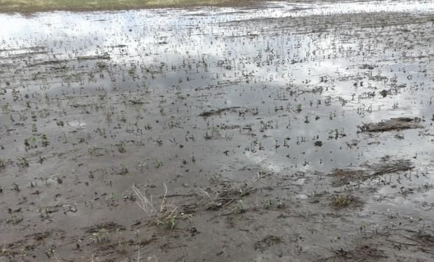 Beneficios impositivos para los productores afectados.