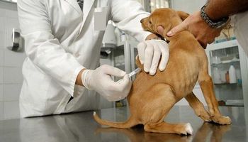 Prohíben 5 productos veterinarios no autorizados para su uso y comercialización