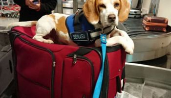 10 simpáticos perritos que cuidan el estatus sanitario de la Argentina