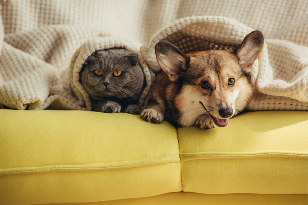 perros y gatos