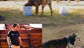 Adiestran perros para detectar un virus que no tiene cura y es clave para la citricultura