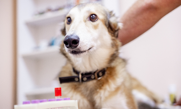 93% de efectividad: los científicos argentinos que entrenan perros para que detecten el Covid