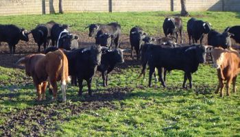 La carne argentina se prepara para volver al mercado mundial