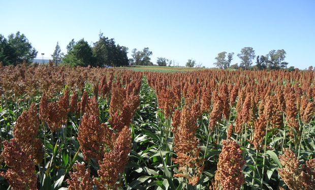 Sorgo: buenas pespectivas mundiales