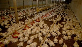 Peru habilita 36 unidades do Brasil para exportação de material genético animal