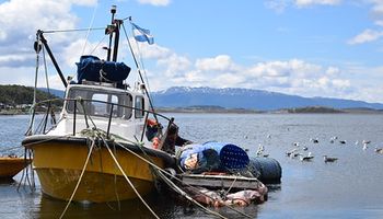 Buscan evitar el impacto de la pesca incidental en Argentina: cada año se pierde el 35% de la recolección mundial