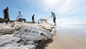 Gripe Aviária: SC pede ajuda de pescadores e maricultores na prevenção
