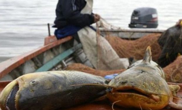 Buscan preservar especies de peces del Paraná y establecen cupos de exportación