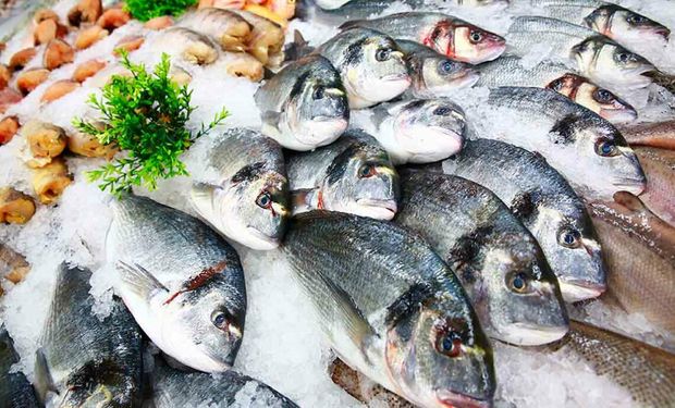 Setor de pescados quer prioridade no crédito emergencial após tarifaço