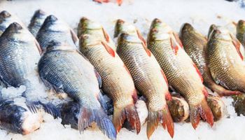 Egito abre mercado para pescados e derivados do Brasil