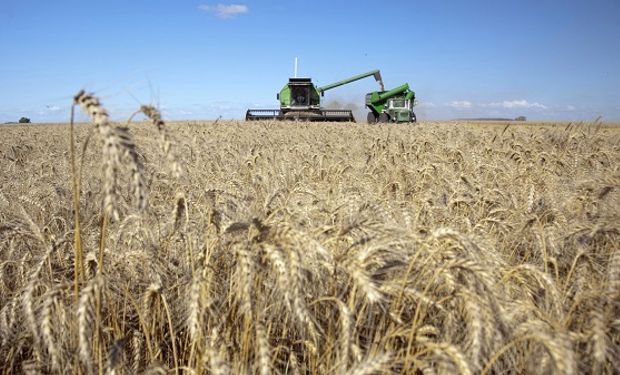 El trigo recupera terreno ante expectativas de exportación.