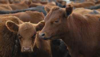 Los $7.000 por kilo de novillo que marcan un récord y reflejan el gran potencial de la ganadería argentina: ¿Se inició un nuevo ciclo?