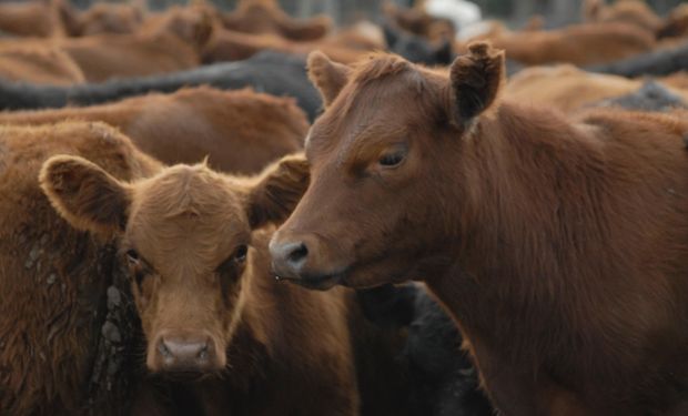 Los $7.000 por kilo de novillo que marcan un récord y reflejan el gran potencial de la ganadería argentina: ¿Se inició un nuevo ciclo?