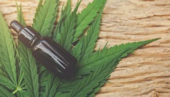 Pesquisa com cannabis avança no Brasil após aval da Anvisa à Embrapa