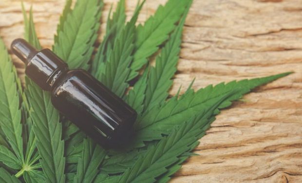 Pesquisa com cannabis avança no Brasil após aval da Anvisa à Embrapa