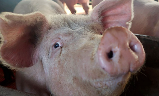 China reportó un brote de peste porcina africana
