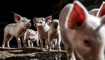 Peste porcina africana: qué es y por qué pone en alerta al mundo