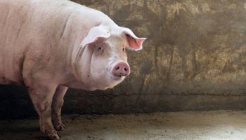 La peste porcina africana llegó a las granjas de Alemania: cómo impacta en el mercado