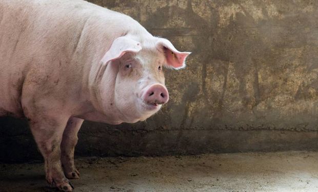 La peste porcina africana llegó a las granjas de Alemania: cómo impacta en el mercado