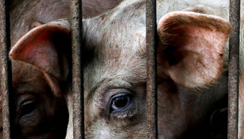 Vietnam: un peligroso brote de peste porcina africana preocupa a las autoridades
