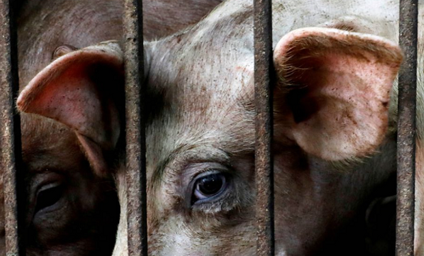Vietnam: un peligroso brote de peste porcina africana preocupa a las autoridades