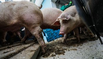 Frigorífico alemão recebe lote de carne contaminada com peste suína africana