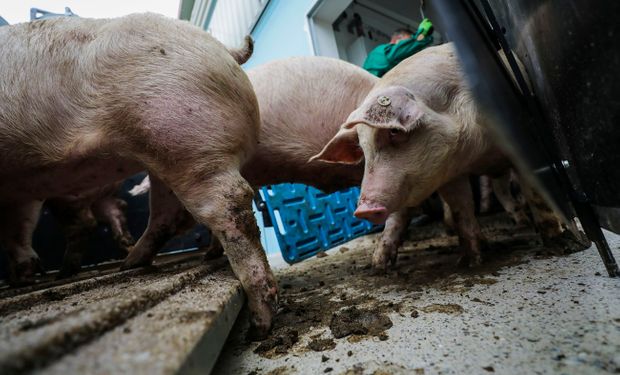 Frigorífico alemão recebe lote de carne contaminada com peste suína africana