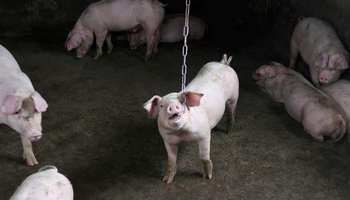 Peste porcina africana: China endurece el control sobre las vacunas ilegales