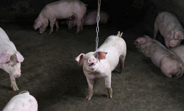 Peste porcina africana: China endurece el control sobre las vacunas ilegales