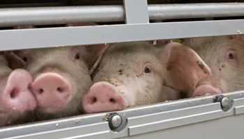 China confirmó un brote de peste porcina en una provincia del suroeste