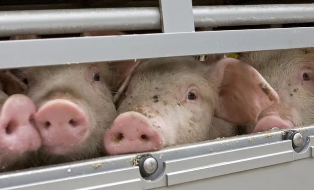 China confirmó un brote de peste porcina en una provincia del suroeste