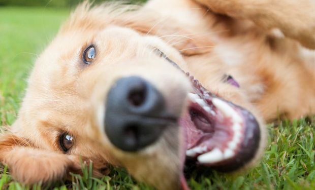 País tem mais de 140 milhões de animais estimação. (foto - Instituto Pet Brasil)